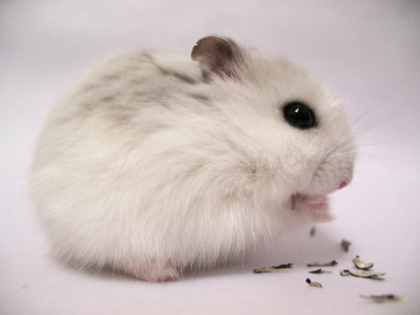 dwarf winter hamster